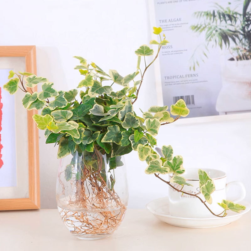 Xueying Ivy Hydroponic Plant Indoor Shade-Tolerant Easy-To-Live Floating Branch Hanging Orchid Green Plant Love Leaf Ivy Xueying Ivy Hydroponic Plant Indoor Shade-Tolerant Easy-To-Live Floating Branch Hanging Orchid Green Plant Love Leaf Ivy