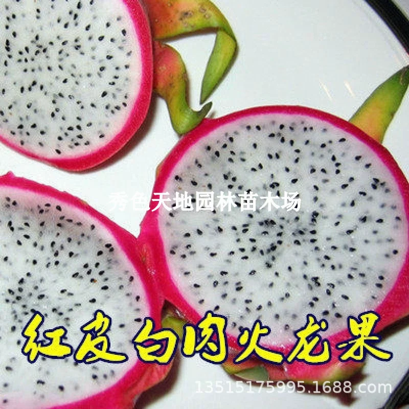 Розетки драконьего фрукта с красным сердцем, рассада драконьего фрукта в горшках на балконе, желтая кожа, белое сердце, красное мясо, розетки драконьего фрукта, посаженные на севере и юге, будут плодоносить в том же году.