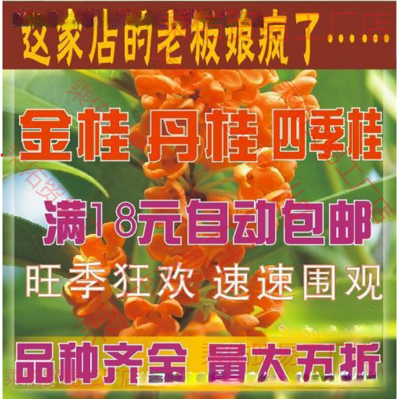 桂花树苗桂花苗金桂丹桂苗四季桂状元朱砂红血桂八月桂银桂花小苗