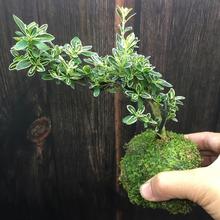 精选苔藓球小悬崖金边六月雪微盆景盆栽阳台室内绿植花卉净化空气