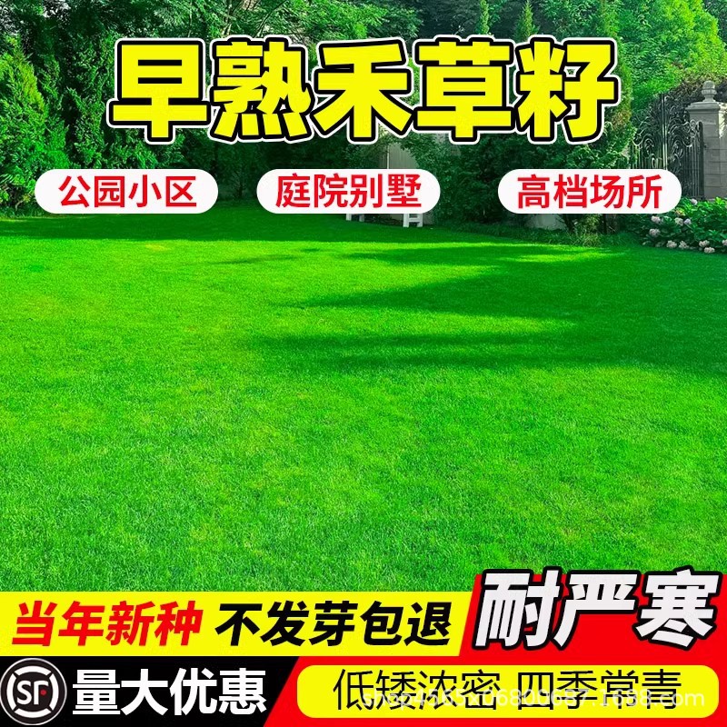 耐寒耐旱早熟禾草坪种子工程绿化草种籽矮生四季常青护坡固土种子