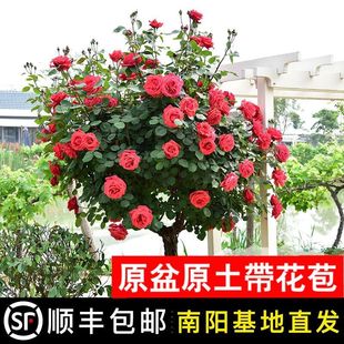 Fragrant Grafted Lollipop Rose Flower Seedlings Balcony Courtyard Potted Plants Ground-Mounted Heat-Resistant Four-Season Flowering Sf Changzhen