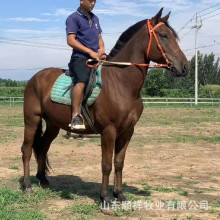 野骑温血大马肩高170的多少钱 湖南哪有半血马 纯血马 德保矮马