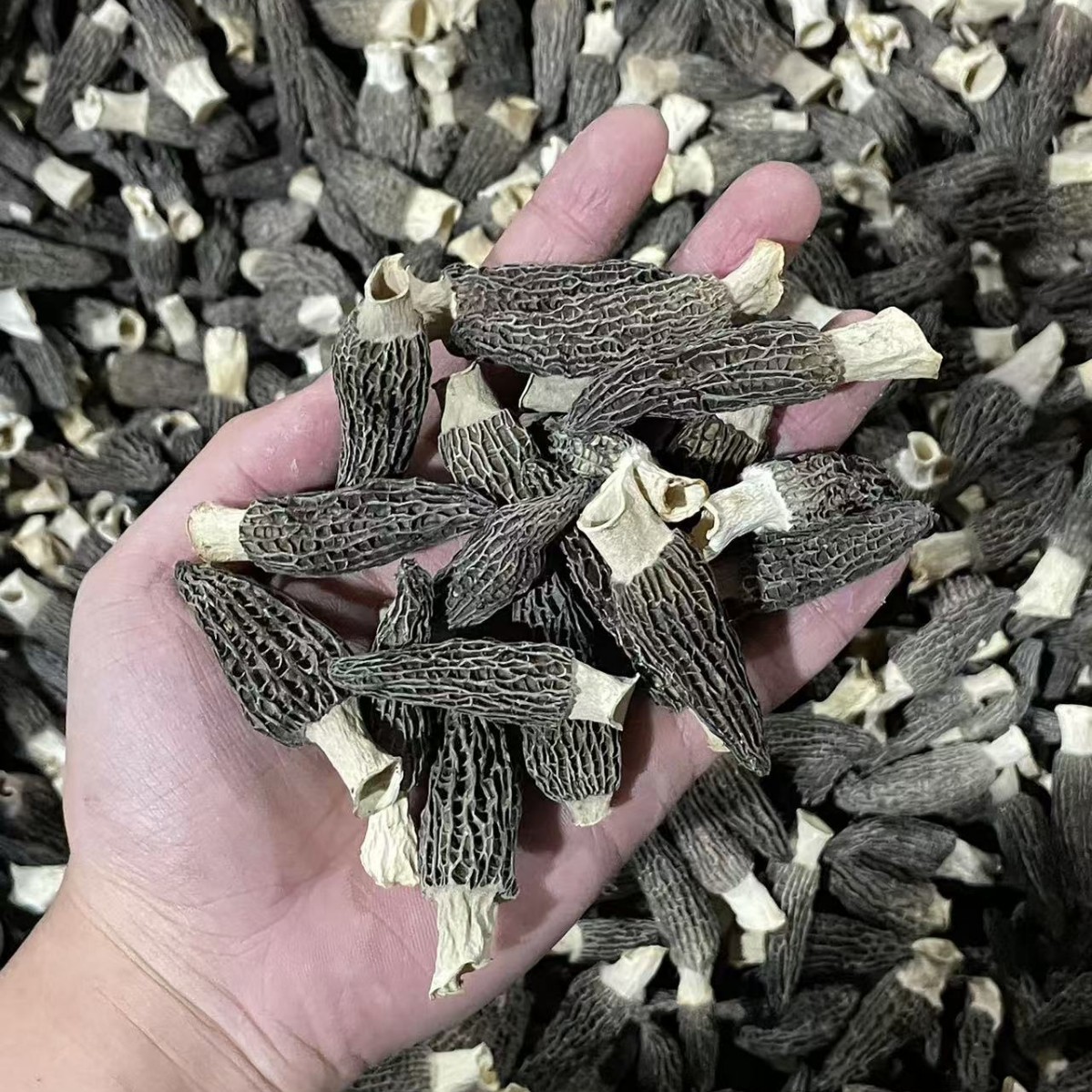 Dried Morel Mushroom 4-6cm Premium Grade Yunnan Soup Ingredient 50g Bag overview