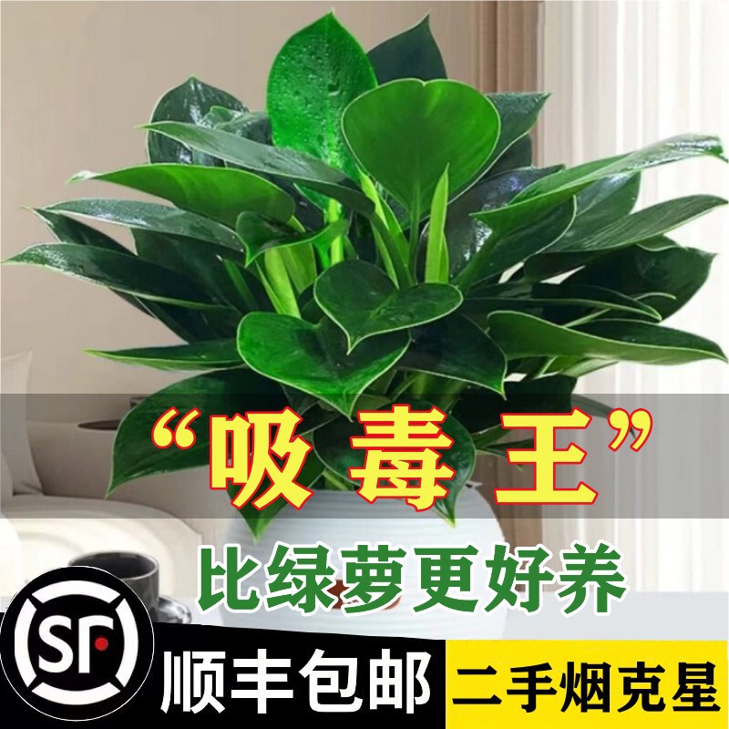 Golden Diamond Potted Tabletop Flowers Indoor Hydroponic Green Plants Succulents Easy to Care For, Absorb and Remove Formaldehyde, Purify Air Plants