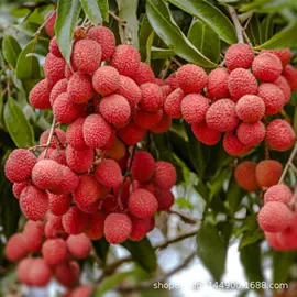 速冻果蔬类;盆栽;水产种苗