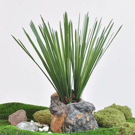 仿真绿植;仿真盆栽