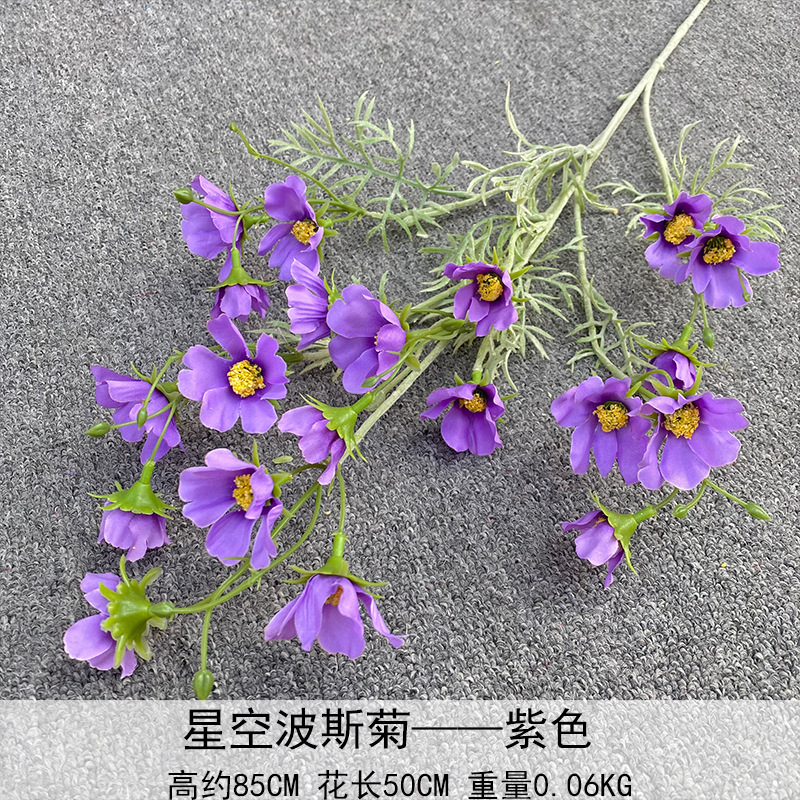 Cosmos púrpura estrellado