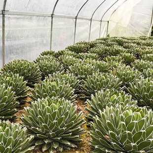 ✅ Snow of the World Succulent Plants Fun Snowy Agave Rare Succulent Small Potted Plants Large