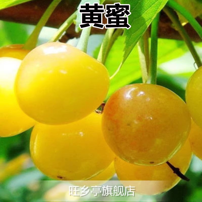 노란꿀(5년생 묘목이 같은 해에 열매를 맺는다) 죽은 묘목에 대한 보상이 보장됩니다!