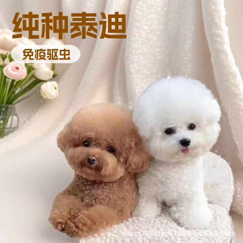 Purebred Teddy Puppy Gray Teddy Champagne Color Teddy Puppy Pet Dog Live Small Puppy Live Animal Purebred Teddy Puppy Gray Teddy Champagne Color Teddy Puppy Pet Dog Live Small Puppy Live Animal