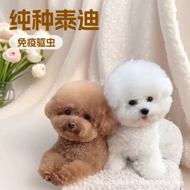 纯种泰迪犬幼犬灰泰迪香槟色泰迪狗幼犬宠物狗狗活体小型幼崽活物