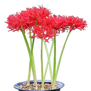 Base Wholesale Bianhua Seeds Manzhushahua Potted Bianhua Seed Bulbs Lycoris Flowers Indoor Four-Season Florals