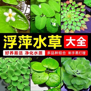 ��Ƽˮ��ֲ���~���쾰ð��ˮ��һ�~ɏˮܽ��ˮ���J˯ɏ��ˮ��ˮ��