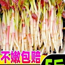 �۶������r�~�Ȳ��i�ǿ׮���Ұ�߲���ѿ�۸��~�F�ݛ�����˼�ʳ