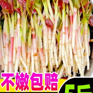 �۶������r�~�Ȳ��i�ǿ׮���Ұ�߲���ѿ�۸��~�F�ݛ�����˼�ʳ