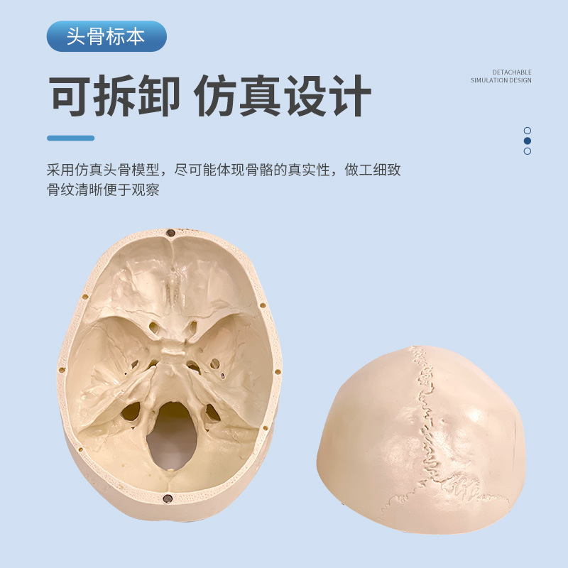 ҽѧ����ͷ­�Ǹ�����ģ�� ͷ��ģ�� 1:1­��ģ�ͽ����񾭿�ģ��