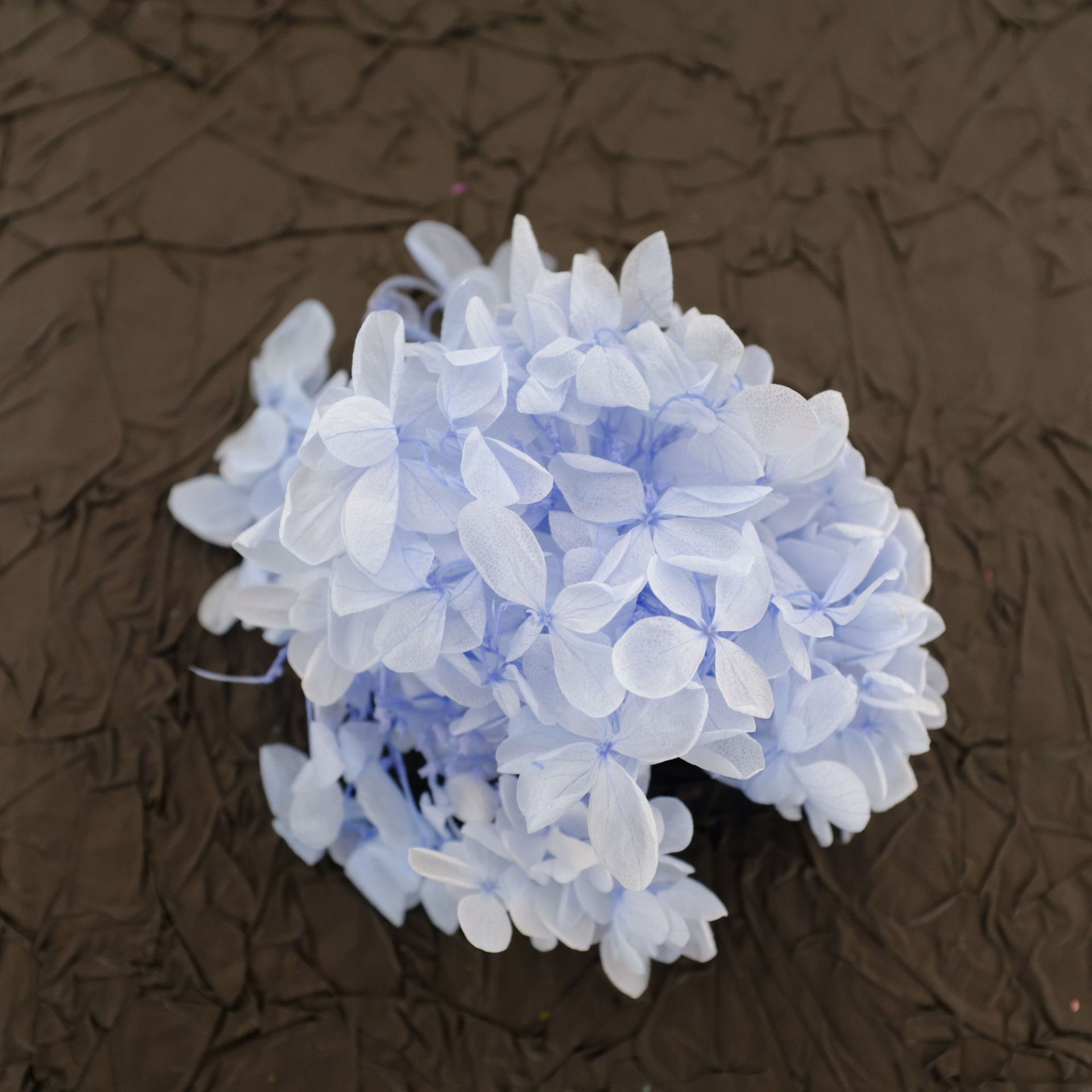 Hortensia 'Hydrangée en Bois' - Bleu Clair / 5G en boîte
