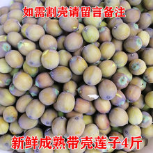 新鲜成熟莲子 老莲子米4斤江西广昌农家自产现摘莲蓬现剥带壳莲子