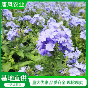 Base Wholesale Blue Snowflake Potted Plants Large and Small Cup Seedlings Gardening Seedlings Corner Column Flower Viewing Flower Mirror Plants