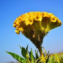 室外花种子大花鸡冠花耐寒耐阴花籽庭院花卉种子四季开花易活花苗