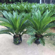 �F������С������ļ����������҃��⹫ĸ�K�F�ͺ����B�GֲС�F��