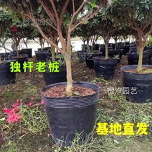 杜鹃花盆栽老桩四季开花带花苞好养花卉易活耐寒耐热室内外绿植