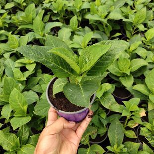 ������N��ţ���Ե���Ō����_�շN�ӾGֲ�̨�ļ���ʳ�Ù��ʱ���