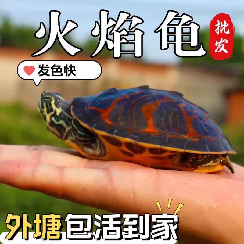 Flame Turtles, Live Turtles, Deep-Water Turtles, Suitable for Mixed Breeding in Outdoor Ponds, Wholesale, Wide-Striped Red-Bellied Baby Turtles, Guaranteed Live, Includes Turtle Food Flame Turtles, Live Turtles, Deep-Water Turtles, Suitable for Mixed Breeding in Outdoor Ponds, Wholesale, Wide-Striped Red-Bellied Baby Turtles, Guaranteed Live, Includes Turtle Food