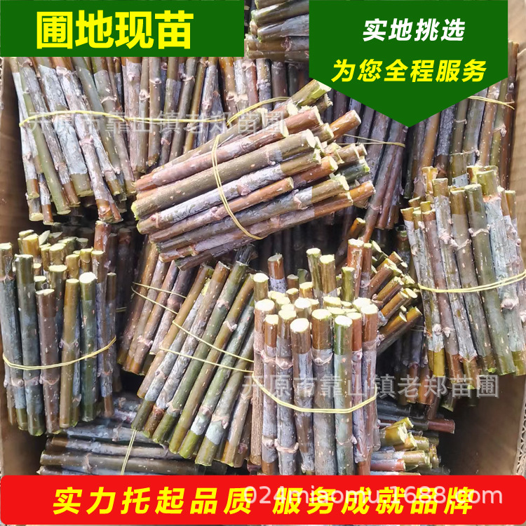 金叶复叶槭接穗 金叶糖槭接穗 2025年批发复叶槭彩叶苗木嫁接种条