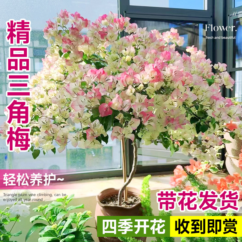 重瓣三角梅盆栽带花苞大苗四季开花室内阳台庭院老桩爬藤植物花卉