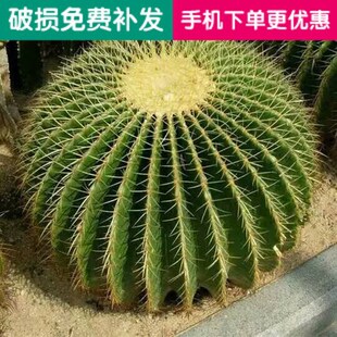 ������������������Ի��ܾGֲ���������Ǝ����҃ȿ͏d�k����