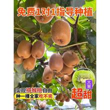 JҘ޽شϱͥԺԵԮYͺ