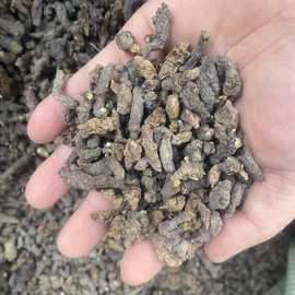 四川野生天葵子紫背天葵千年老鼠屎天葵根中药材金耗子屎批发