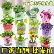 ����ֲ������diy�Gֲ�W���^��ƌW��򞃺ͯ�Y��ֲ��ä�а��ֶYƷ