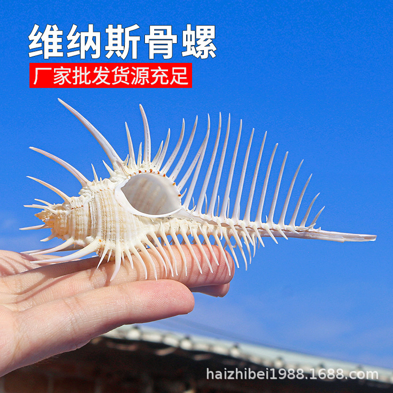 Natural Shell Conch Venus Bone Snail Collection Specimen Witch Bone Snail Home Decoration Crafts Ornaments Wholesale