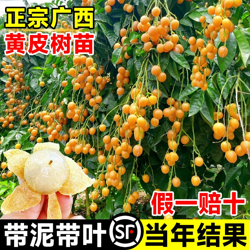 Гуанси-куриное сердце, желто-кожистые саженцы фруктовых деревьев, чистые и сладкие, настоящие большие саженцы с почвой и листьями для посадки в южных горшечных садах и посадке на земле.
