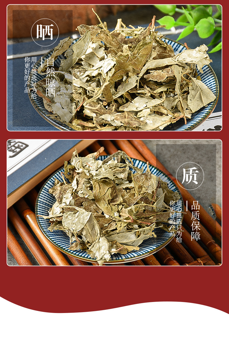 Hu Tuizi Ye (Elaeagnus pungens Leaf) — Dried Food Herb, Unsulfured New Crop specifications