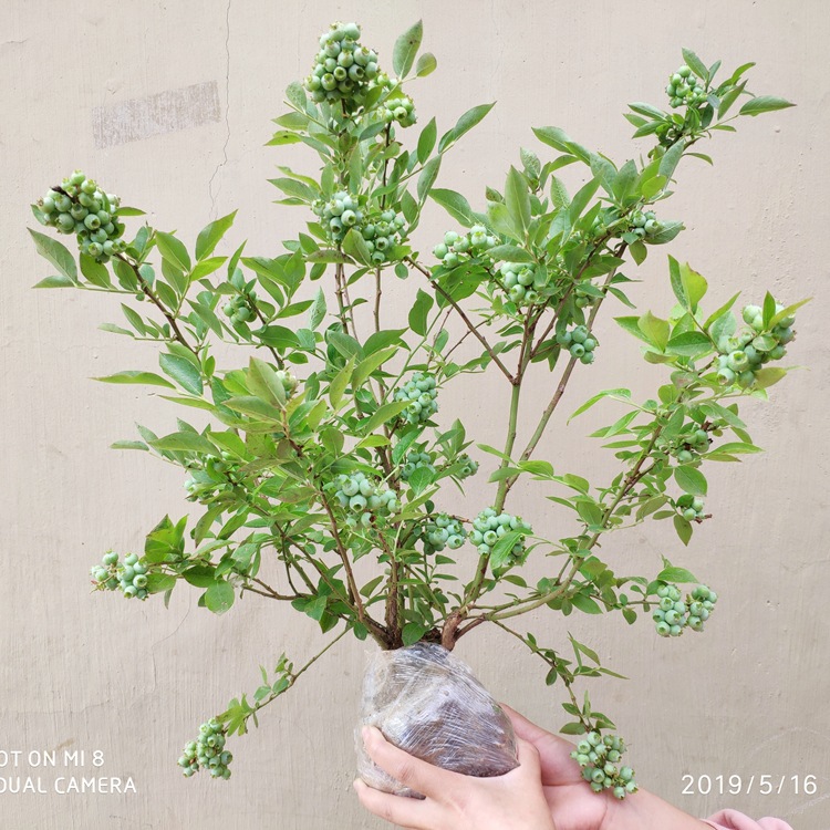 蓝莓树果苗带花苞蓝莓苗南北方种植兔眼特大阳台盆栽树苗当年结果