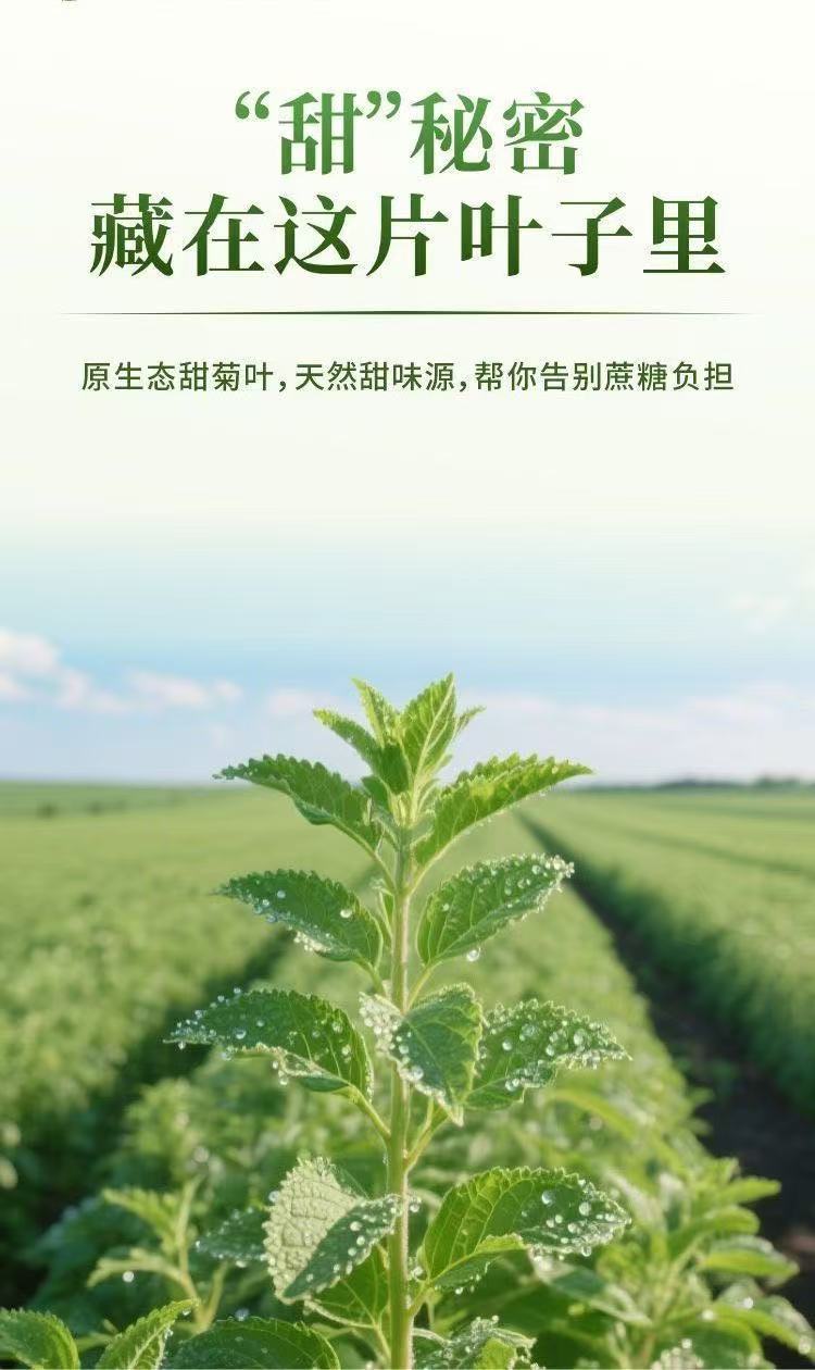 Stevia Leaf Dried Herb Tian Ye Ju Natural Sweetener Herb 100g overview