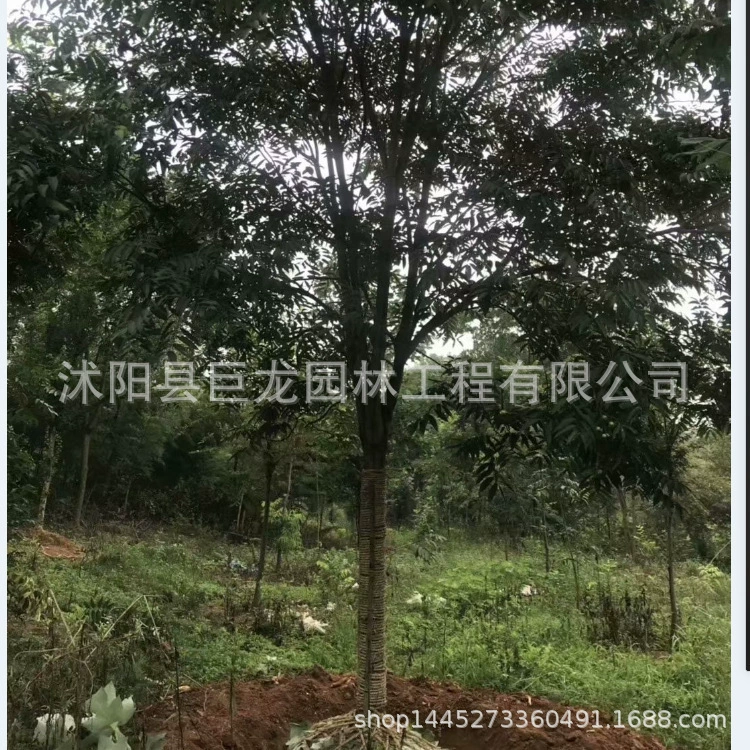 Основание дерева сапиндус, крупные саженцы сапиндуса, листва сапиндуса, саженцы сапиндуса, ландшафтное дерево, инженерное дерево