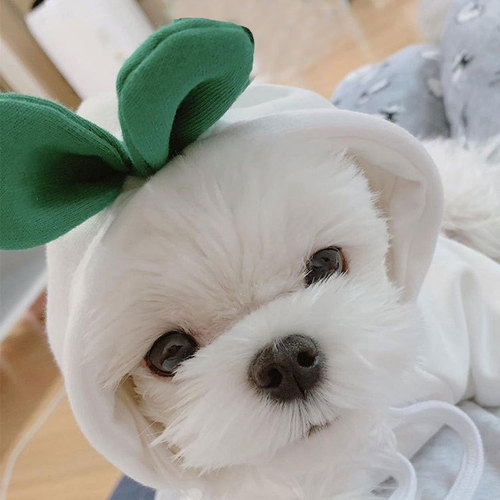 Cross-border new pet clothes autumn and winter puppy Teddy cat plush hooded sweatshirt white radish pet supplies