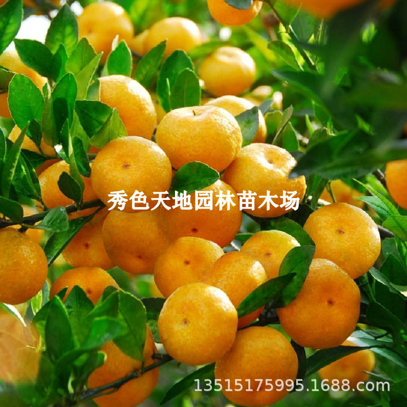 沙糖桔无籽蜜橘砂糖橘 嫁接柑橘桔子树苗早熟无核蜜桔苗当年结果