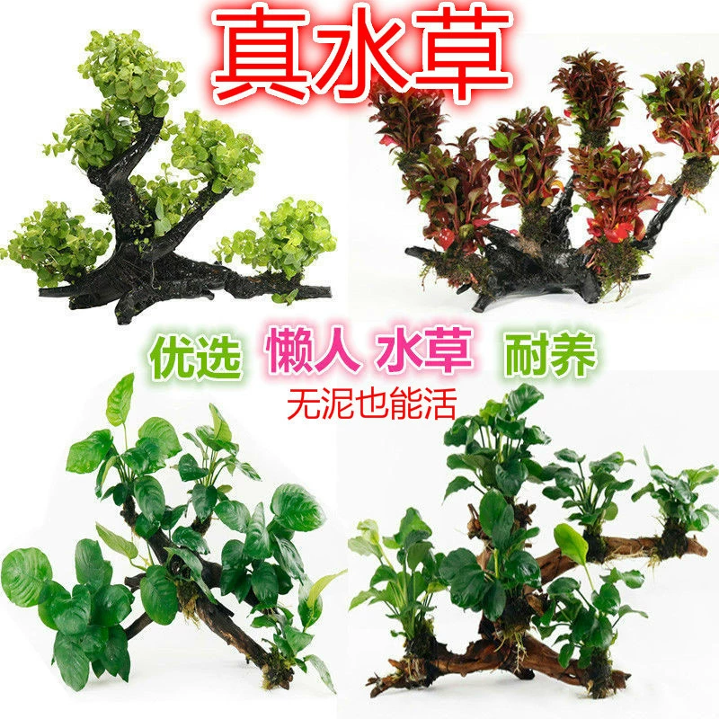 Трехголовые многоголовые водные растения из коряги для украшения аквариума, ленивые водные растения, денежная трава, водяная ива, водные растения из коряги с красной розой.