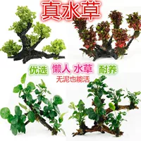 Трехголовые многоголовые водные растения из коряги для украшения аквариума, ленивые водные растения, денежная трава, водяная ива, водные растения из коряги с красной розой.