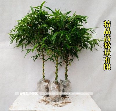 세 개의 절묘한 불상 배 대나무