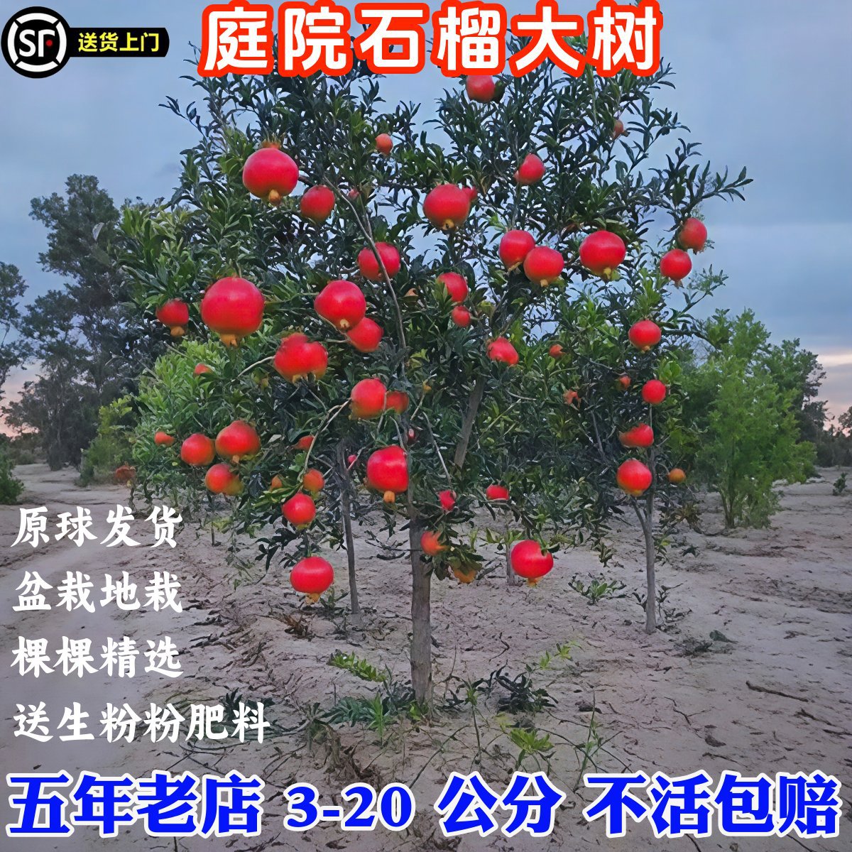 特大石榴树树苗庭院果树突尼斯软籽无籽甜盆栽地栽老桩石榴果树苗