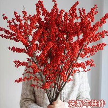 精品进口北美冬青鲜切枝水培植物鲜花束红果水养室内年宵花卉真花