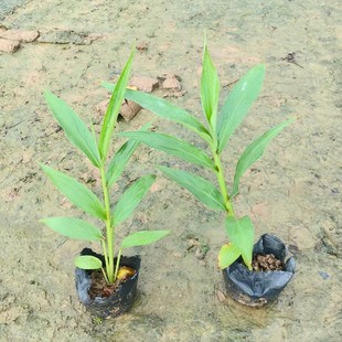 White Flower Ginger Flower Cup Seedlings Landscaping Project Yanshan Ginger Bag Seedlings Flower Bed Flower Pond Courtyard Park Flower Viewing Greening