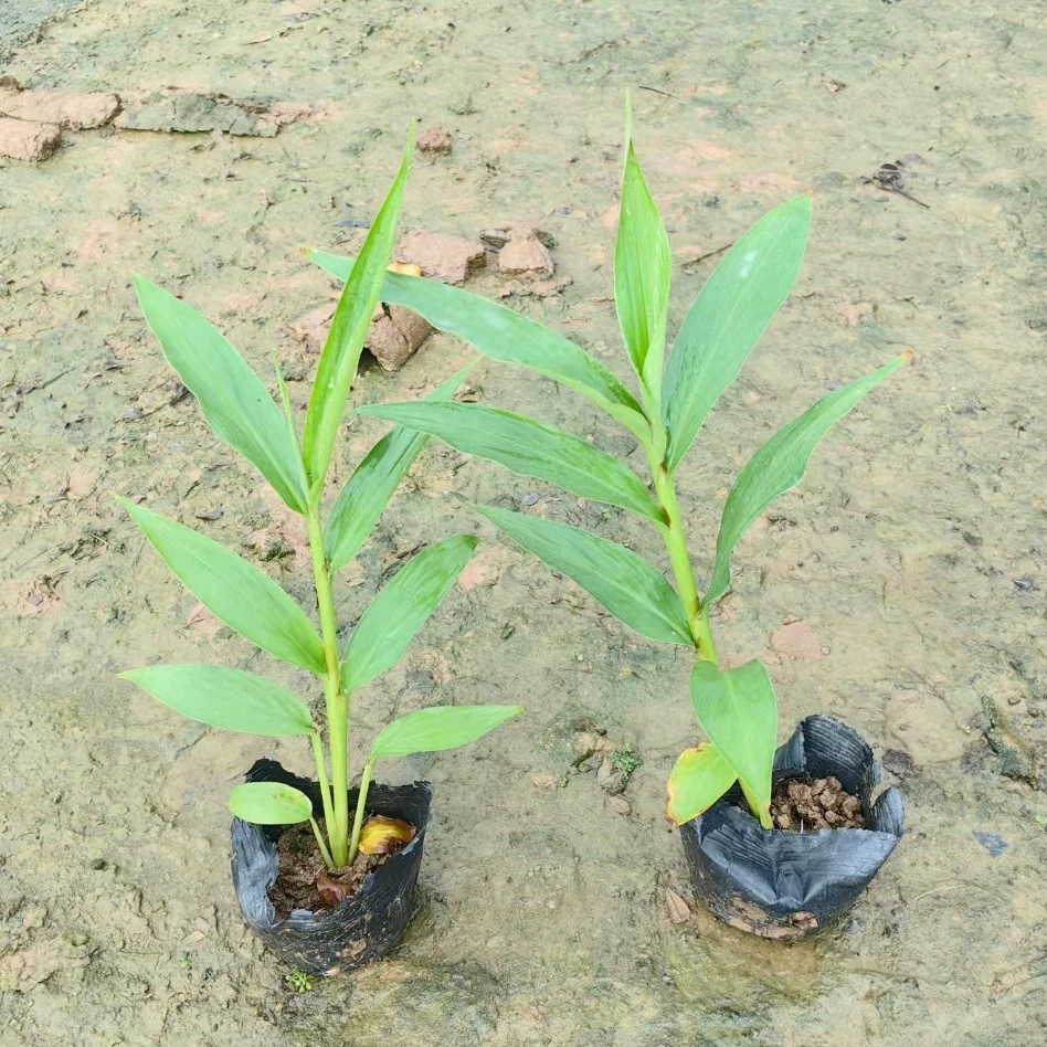 Белый цветок, цветок имбиря, чашка, рассада, ландшафтный проект, пакет Zingiber, рассада, клумба, цветочный пруд, небольшой двор, парк, просмотр цветов, зеленение